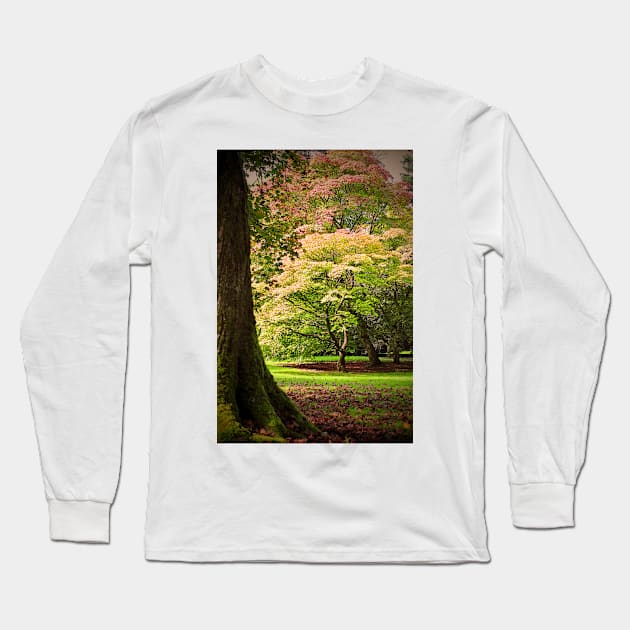 Autumn Acer Tree Westonbirt Arboretum Cotswolds Gloucestershire Long Sleeve T-Shirt by AndyEvansPhotos